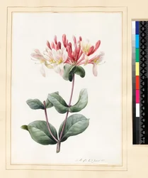 Lonicera Periclymenum (Geißblatt), 1830